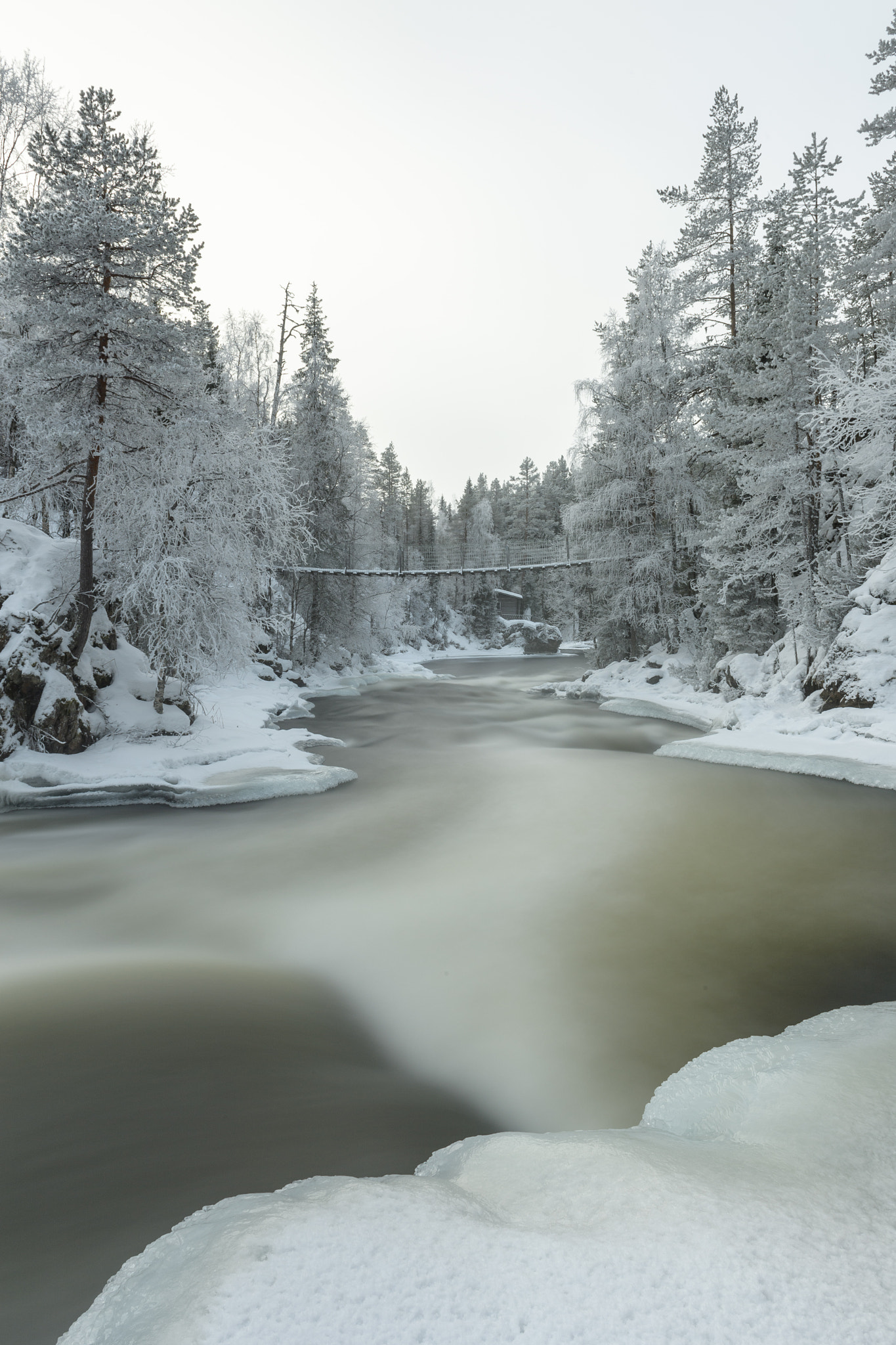 Nikon D5 sample photo. Forest in white photography