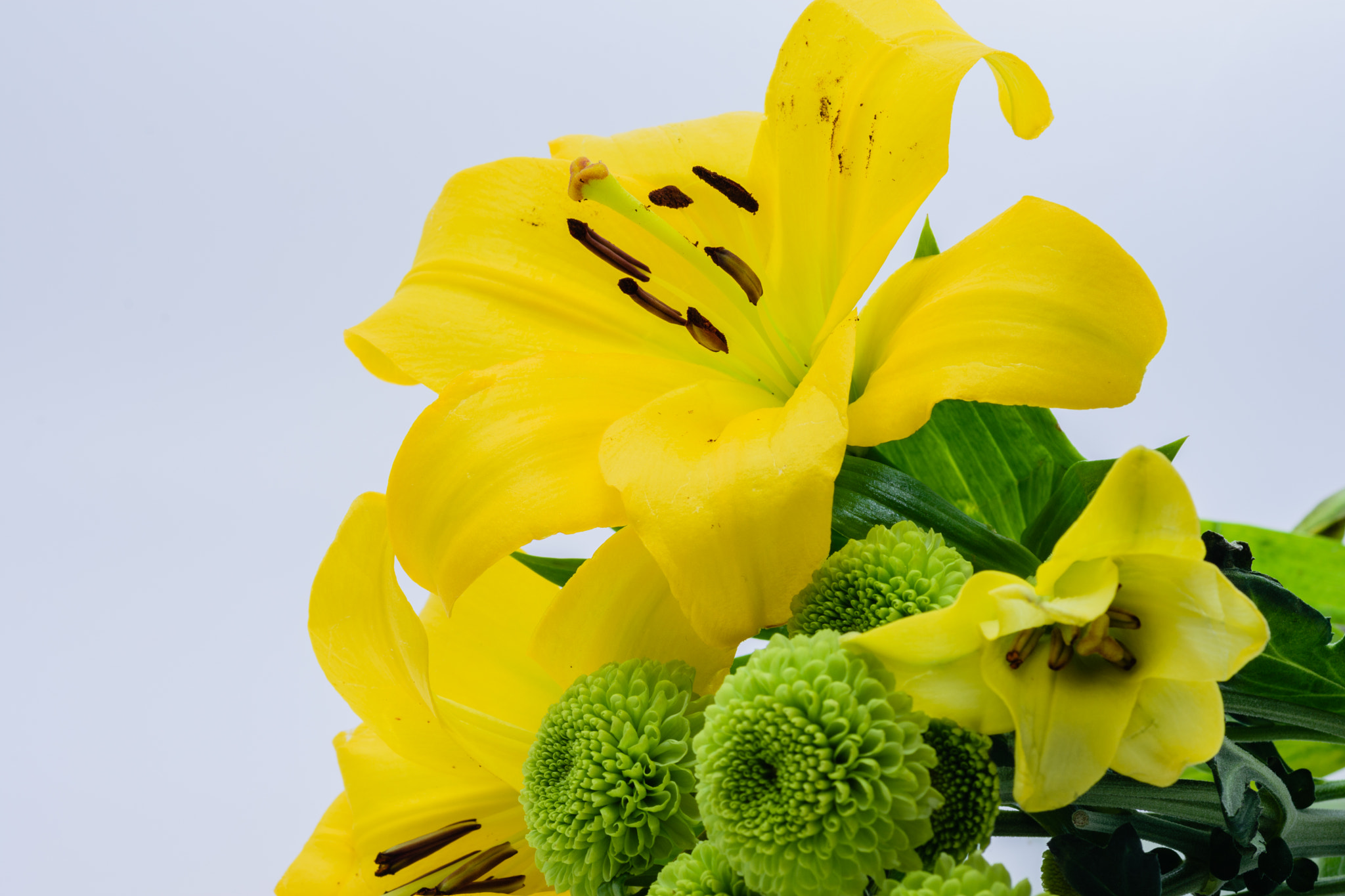 Nikon D7200 + Tokina AT-X Pro 100mm F2.8 Macro sample photo. Yellow and green for spring photography