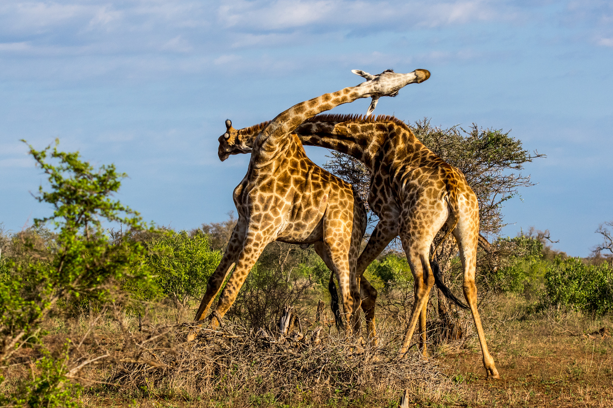 Tamron SP AF 70-200mm F2.8 Di LD (IF) MACRO sample photo. Giraffes fighting photography