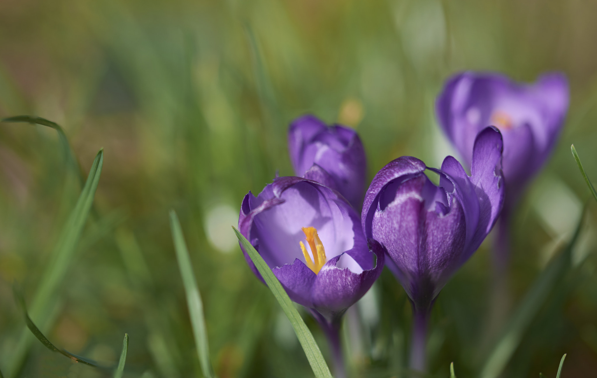 Sigma 105mm F2.8 EX DG OS HSM sample photo. Emerging crocus photography