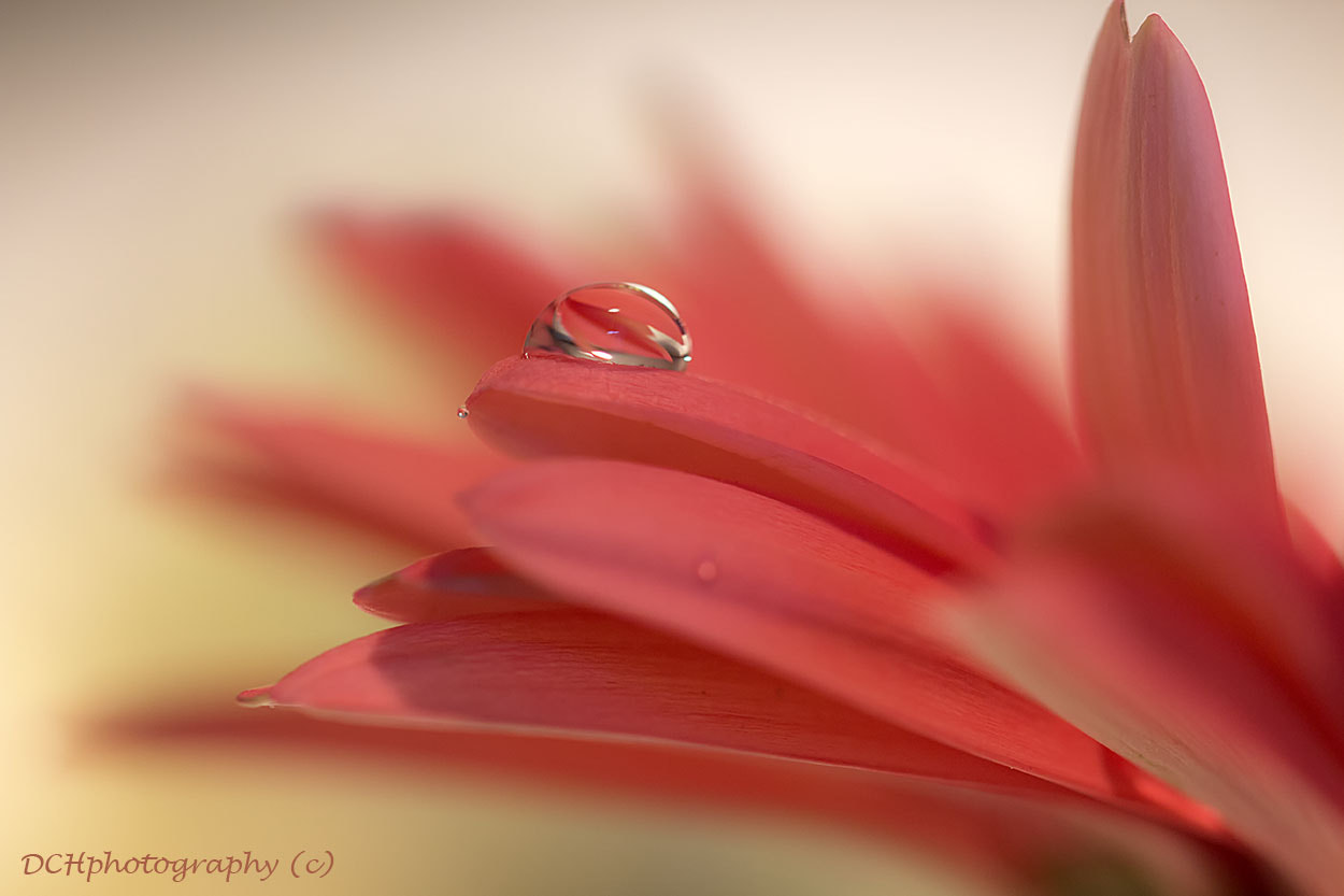 Canon EF 100mm F2.8L Macro IS USM sample photo. Reflection photography