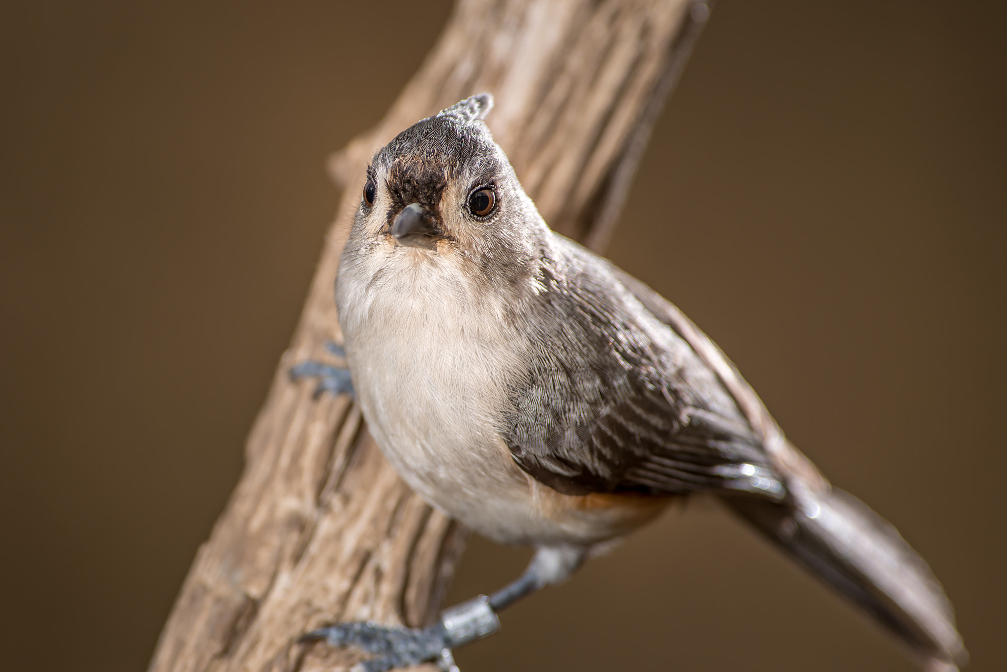 Nikon D800 + Nikon AF-S Nikkor 300mm F2.8G ED VR II sample photo. Tufted titmouse photography