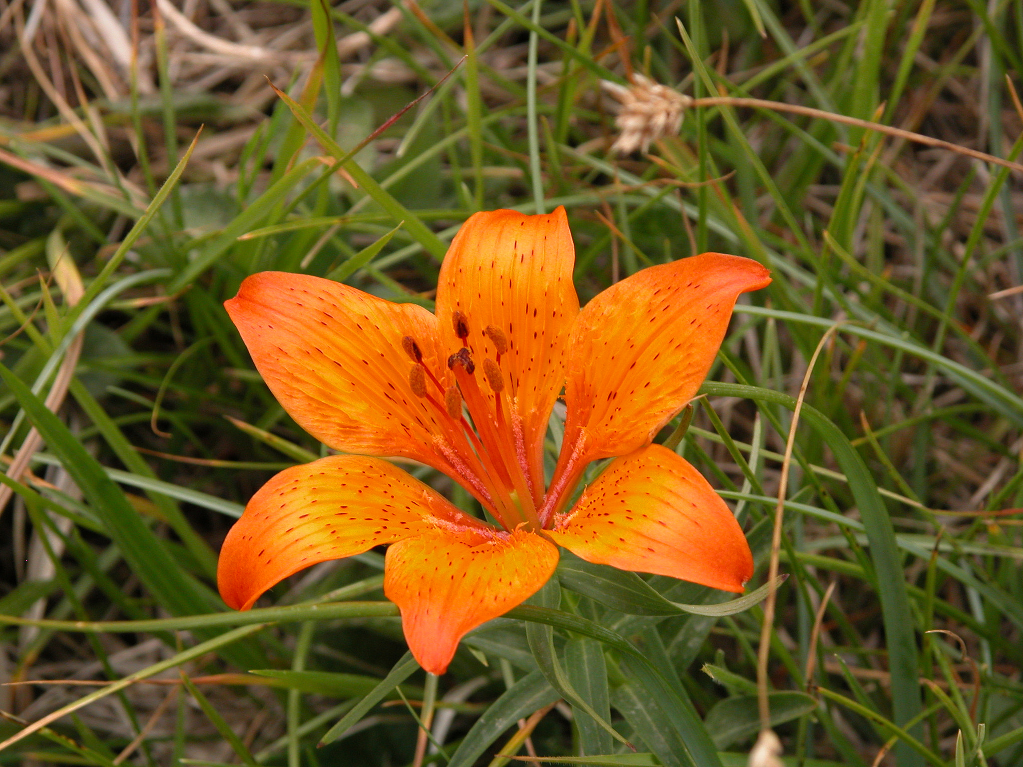 Nikon E5700 sample photo. Fiori sul monte rama - giugno 2006 photography