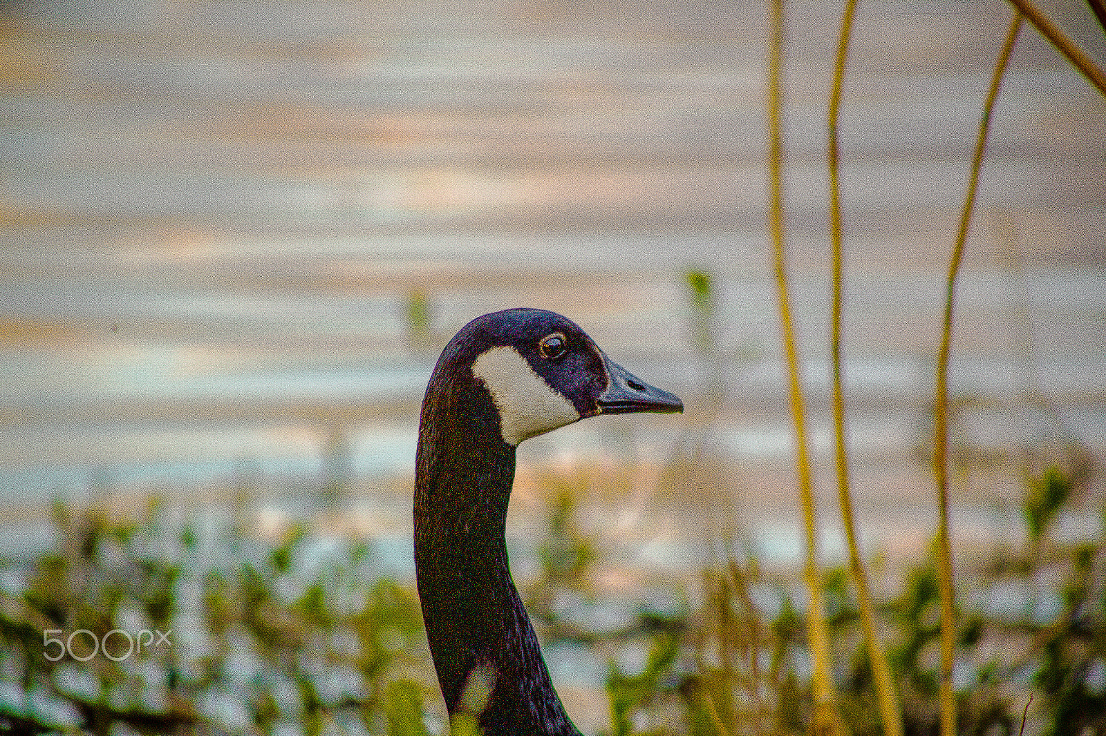 Canon EF 75-300mm f/4-5.6 USM sample photo. I see you photography