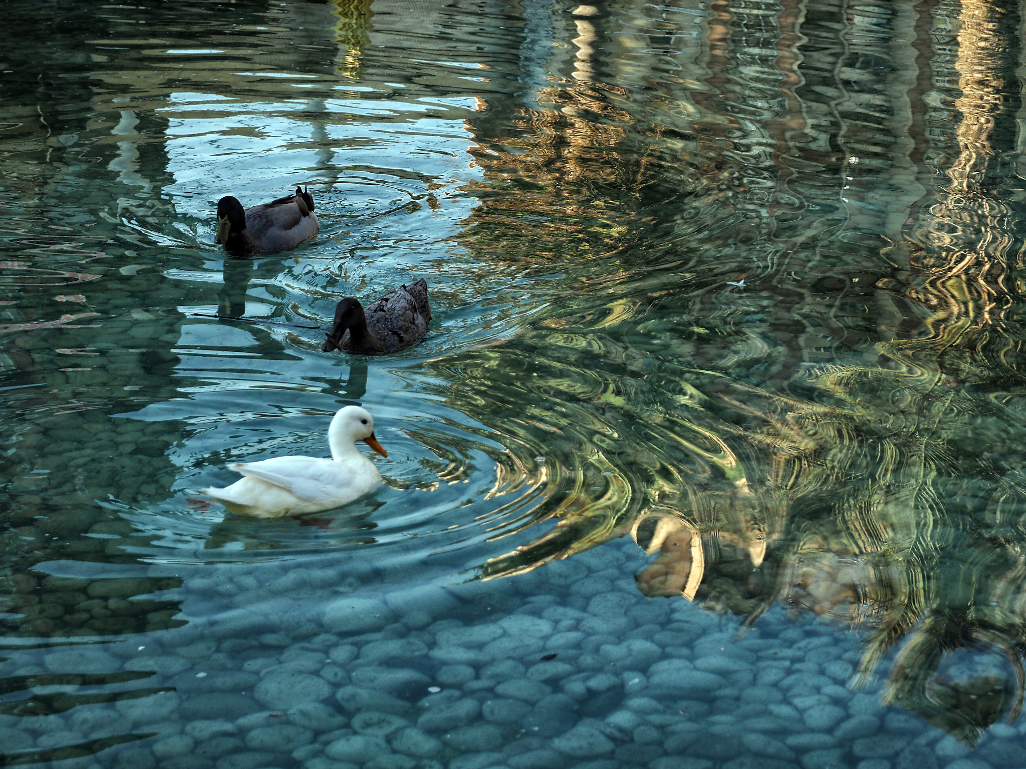 Olympus OM-D E-M5 II sample photo. Reflections photography
