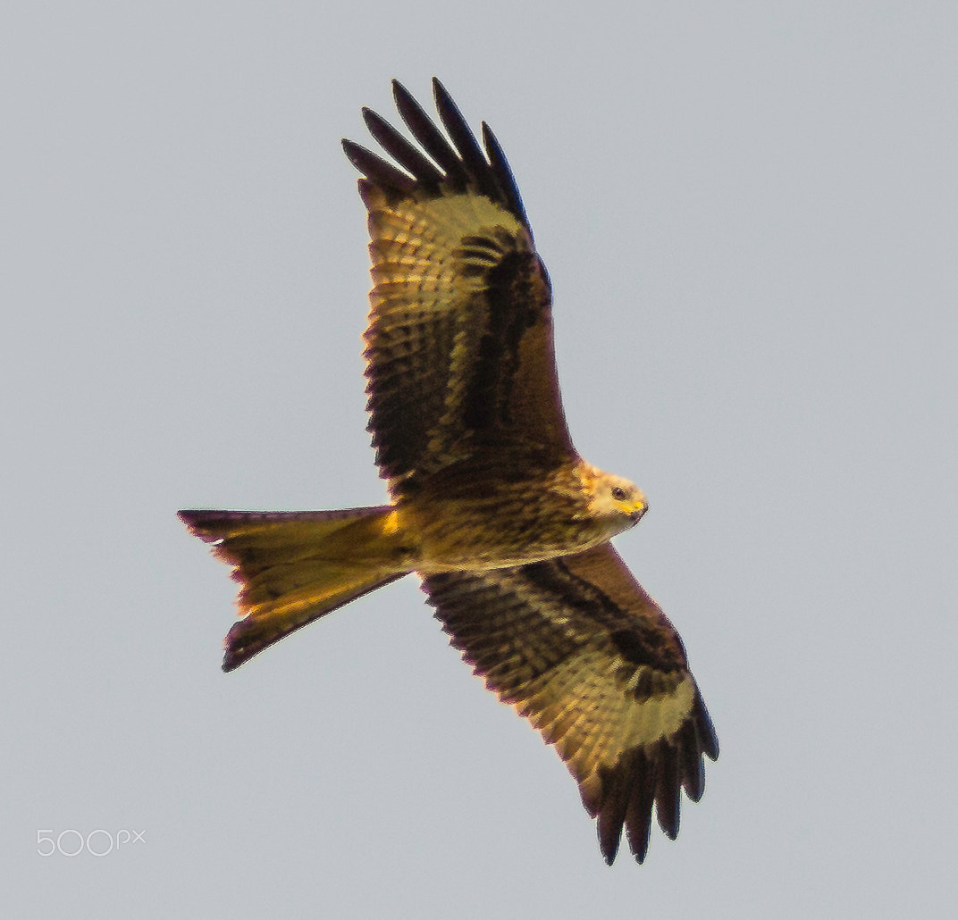 Canon EF 75-300mm f/4-5.6 USM sample photo. Im looking at you photography