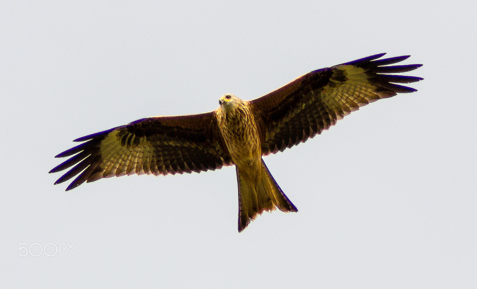 Canon EF 75-300mm f/4-5.6 USM sample photo. Looking for prey photography