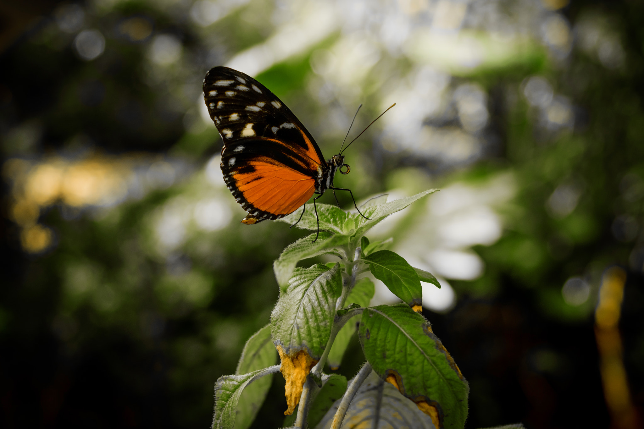 Fujifilm X-T2 sample photo. Butter fly!! photography