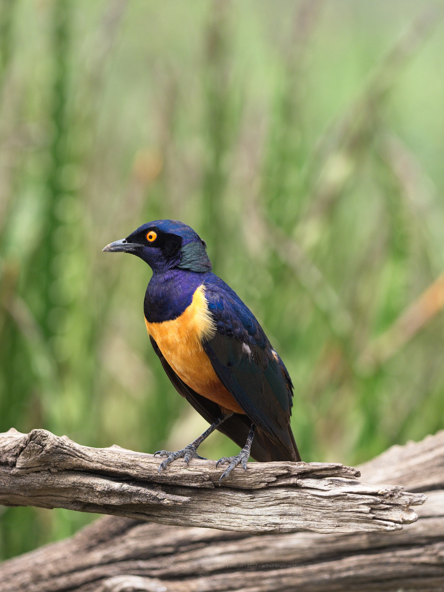 Olympus OM-D E-M1 Mark II + OLYMPUS M.300mm F4.0 sample photo. Hildebrandt starling photography