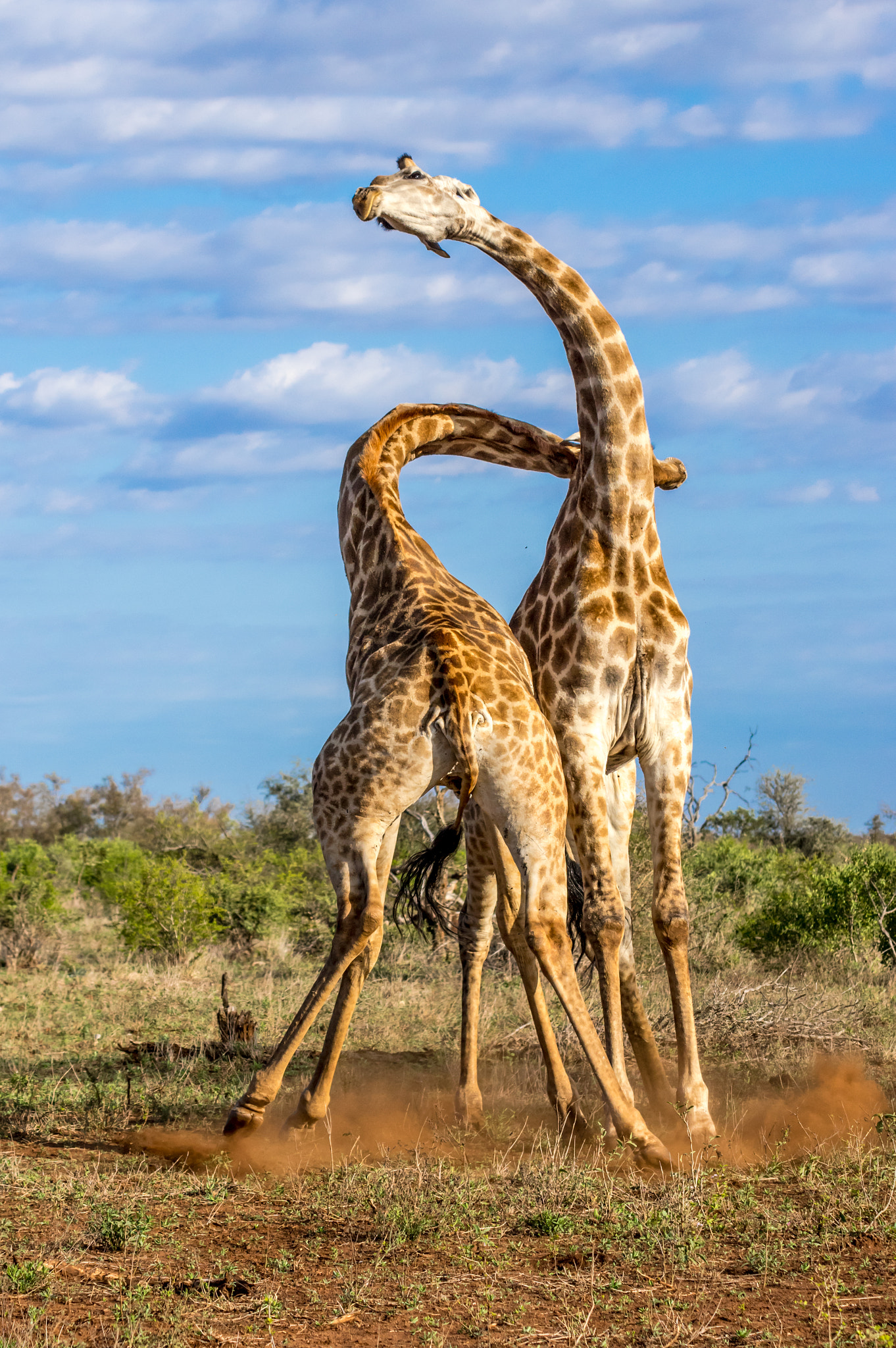 Pentax K-3 sample photo. Giraffes fighting photography