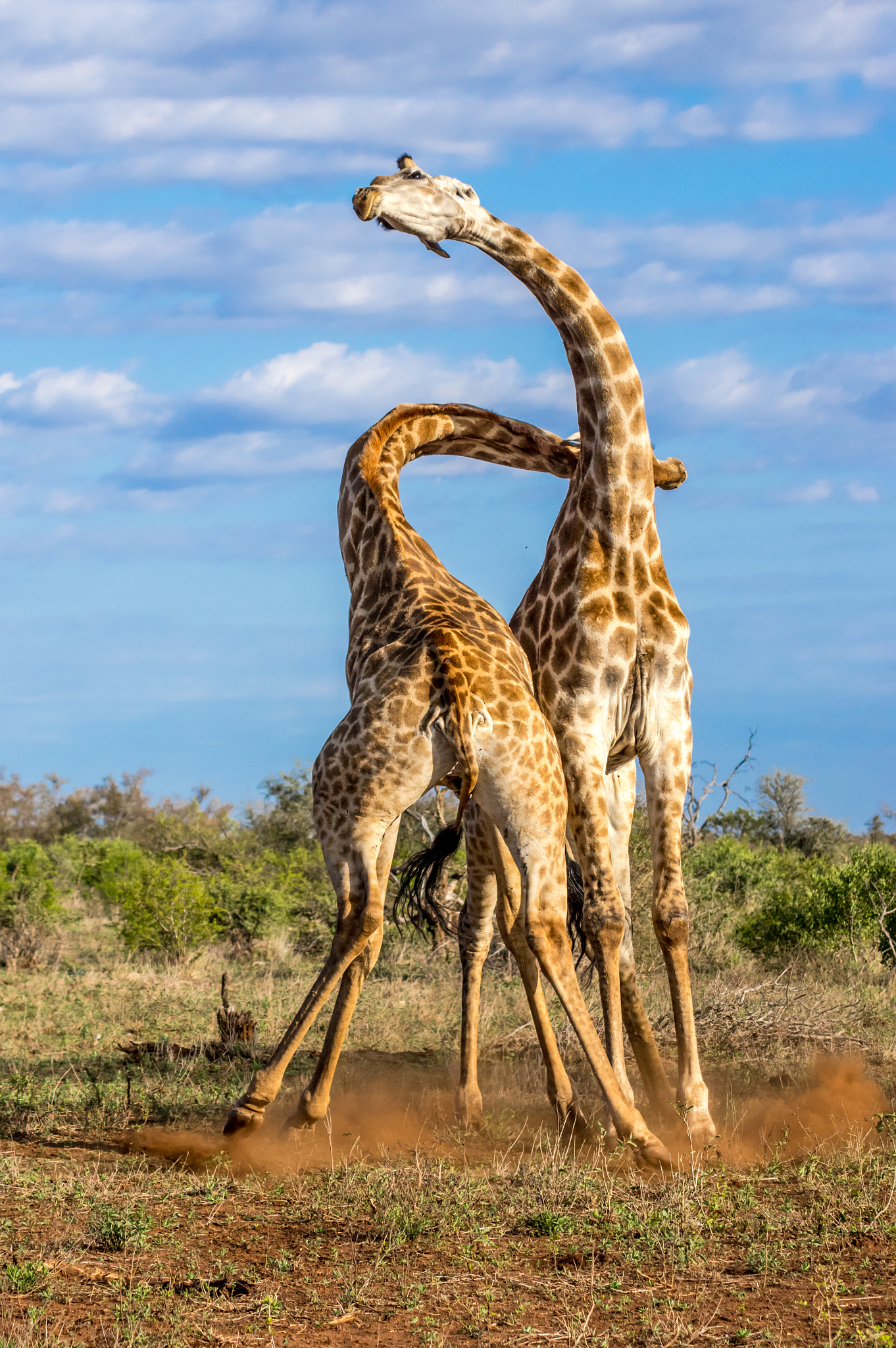 Tamron SP AF 70-200mm F2.8 Di LD (IF) MACRO sample photo. Giraffes fighting photography