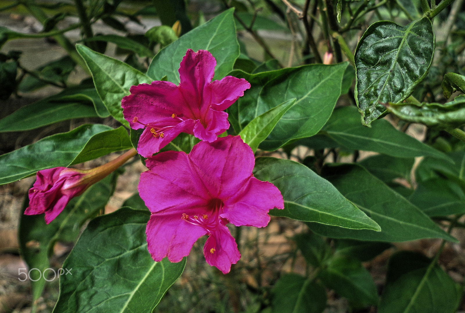 Sony DSC-W650 sample photo. সন্ধ্যামালতী- mirabilis jalapa photography