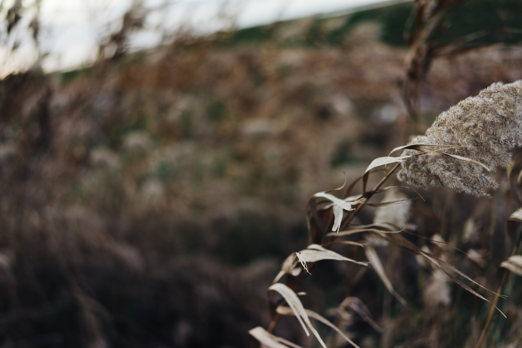 Sony a7R + Sony Sonnar T* FE 55mm F1.8 ZA sample photo. Can't fight photography
