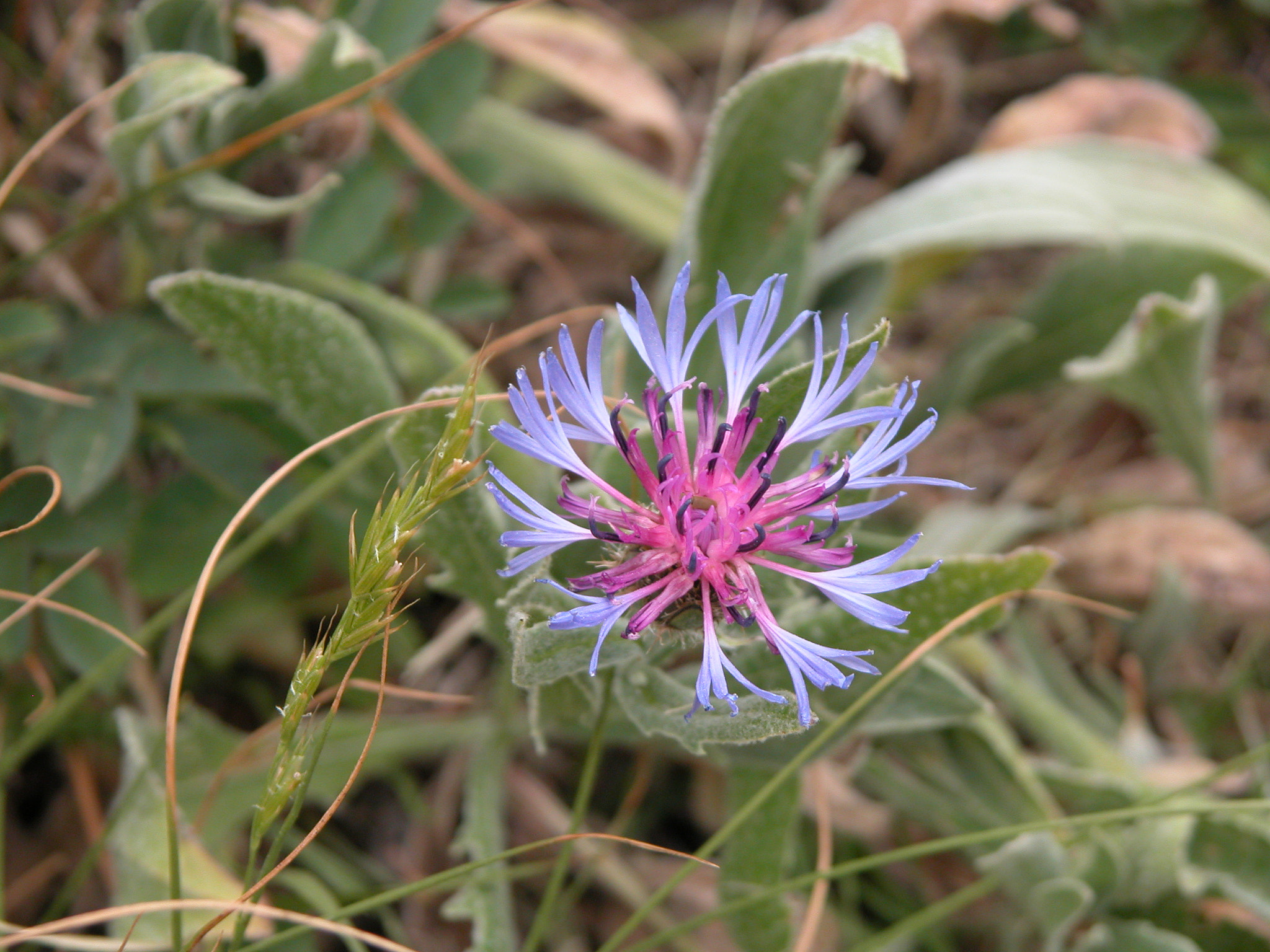 Nikon E5700 sample photo. Fiori sul monte rama - giugno 2006 photography