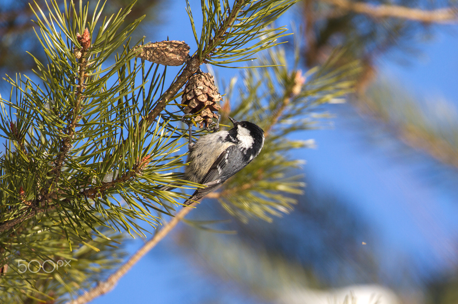 Canon EOS 7D + Canon EF 100-400mm F4.5-5.6L IS II USM sample photo. Coal tit photography