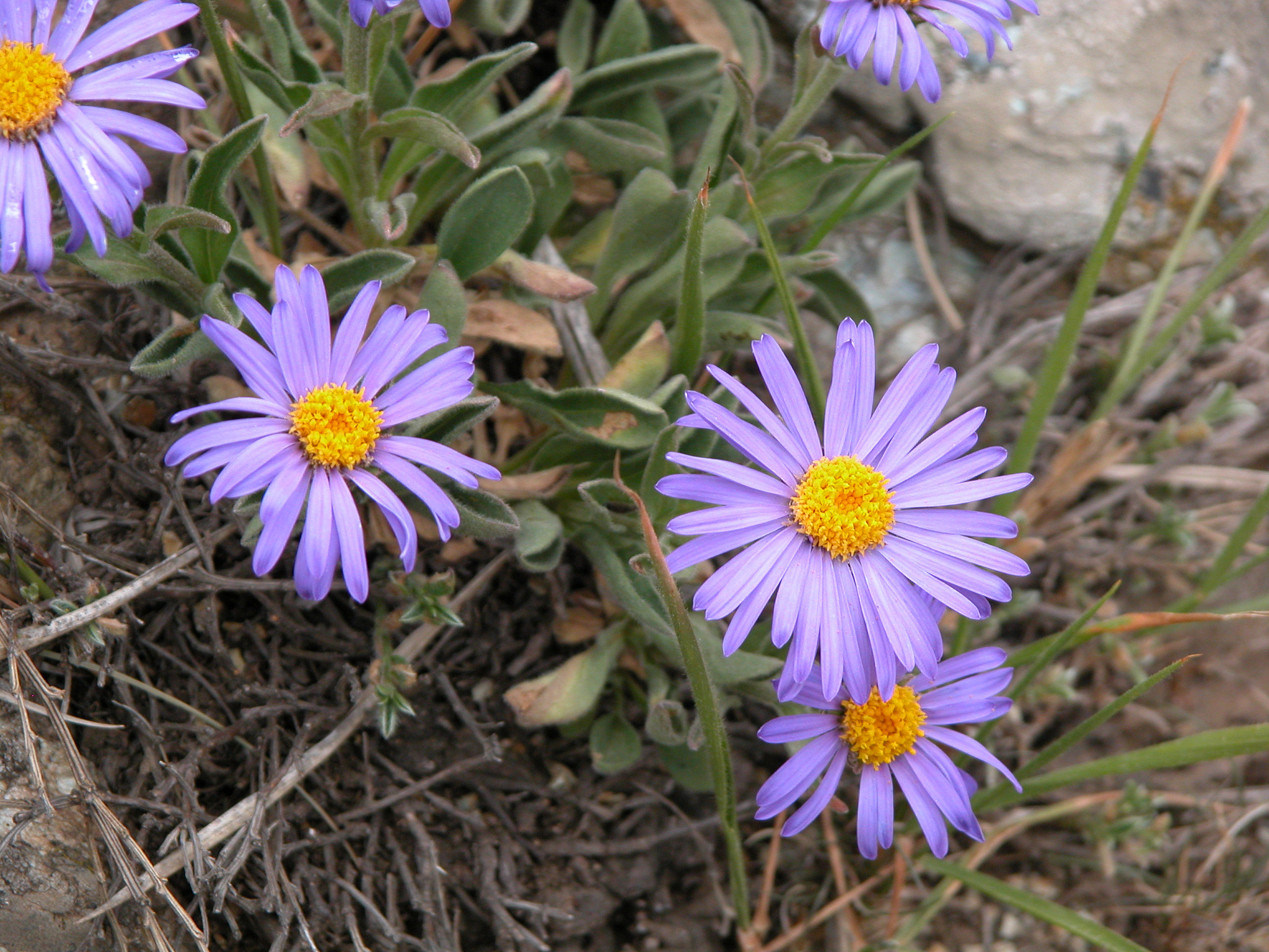 Nikon E5700 sample photo. Fiori sul monte rama - giugno 2006 photography