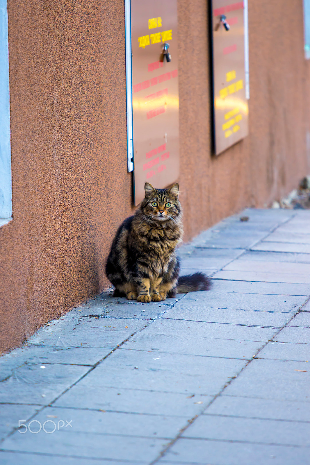 Canon EF 70-200mm F4L IS USM sample photo. Kitty photography