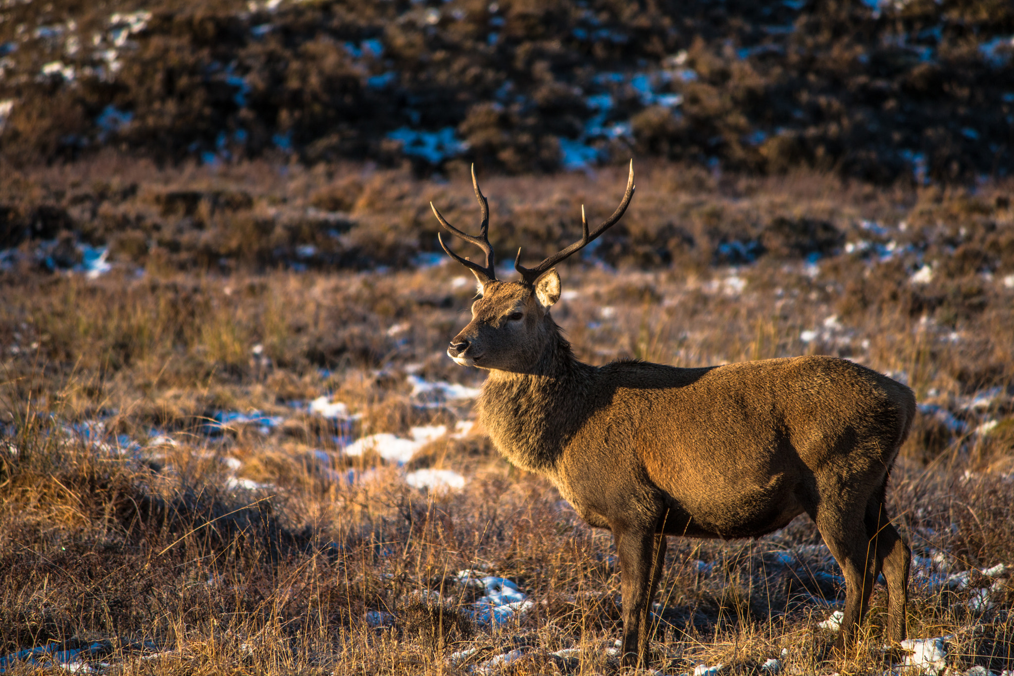 Canon EF-S 55-250mm F4-5.6 IS II sample photo. Glencoe photography