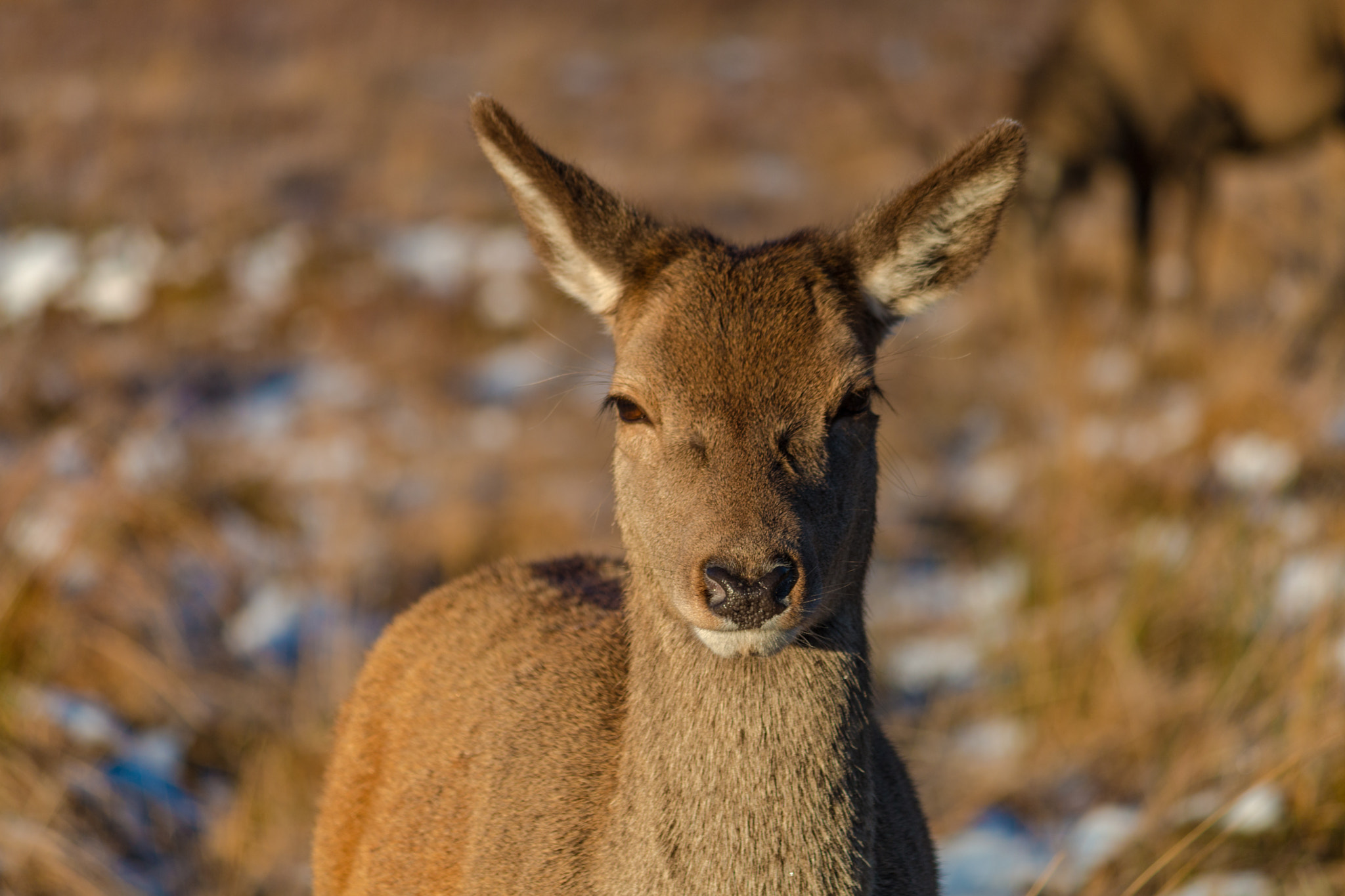 Canon EF-S 55-250mm F4-5.6 IS II sample photo. Glencoe photography