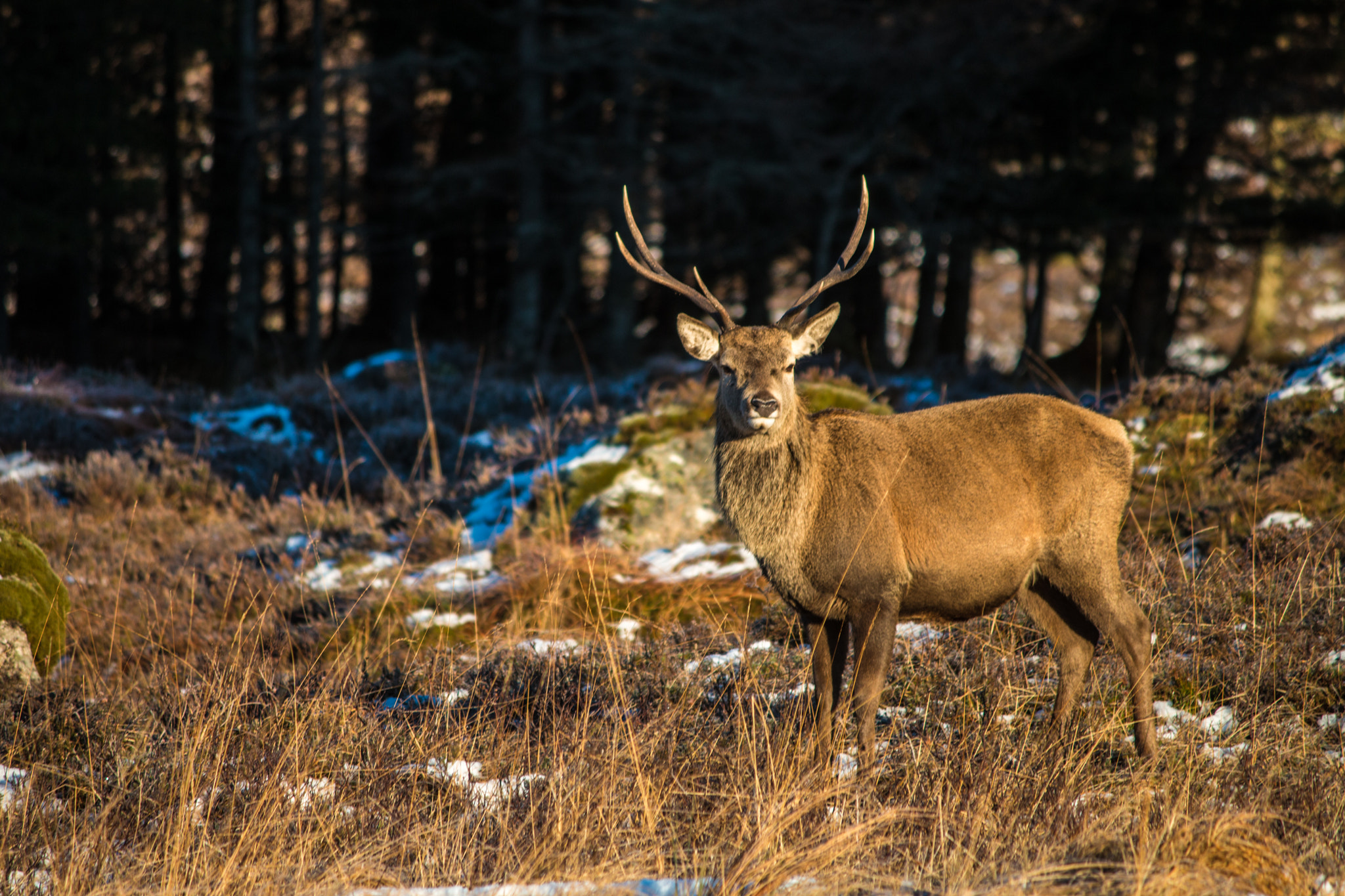 Canon EF-S 55-250mm F4-5.6 IS II sample photo. Glencoe photography