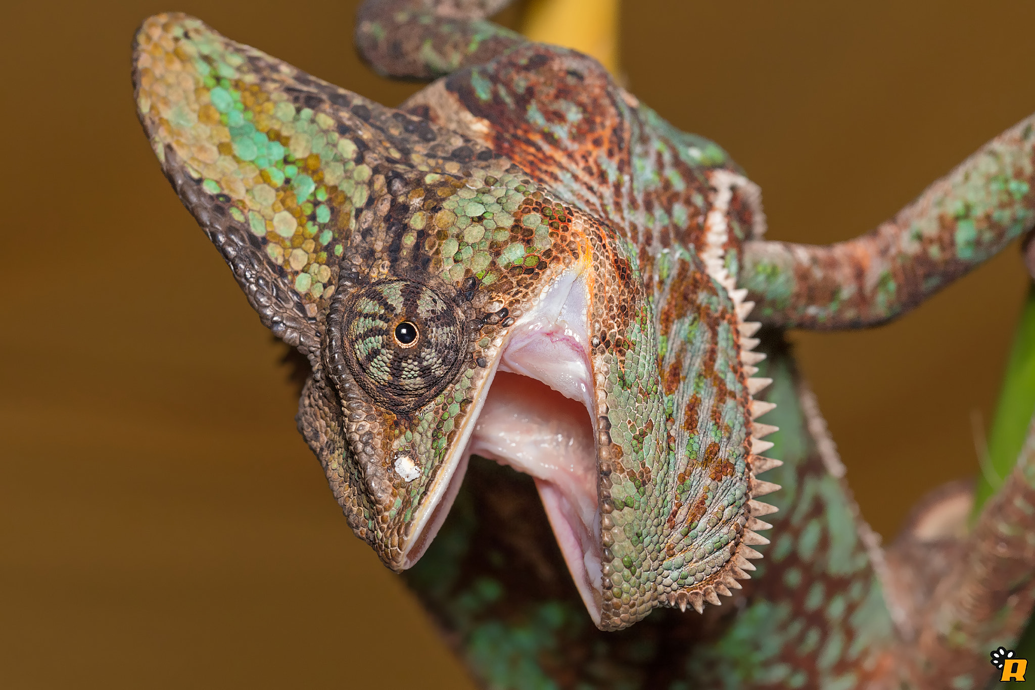 Sigma 105mm F2.8 EX DG OS HSM sample photo. Rango photography