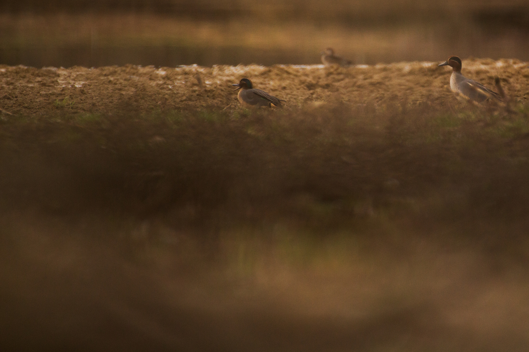 Tamron SP 35mm F1.8 Di VC USD sample photo. Sarcelles hivernales photography