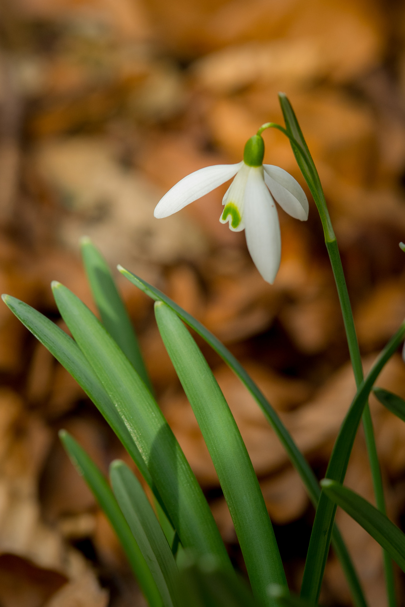 Fujifilm X-E1 + Fujifilm XF 60mm F2.4 R Macro sample photo. Frühlingsvorbotin photography