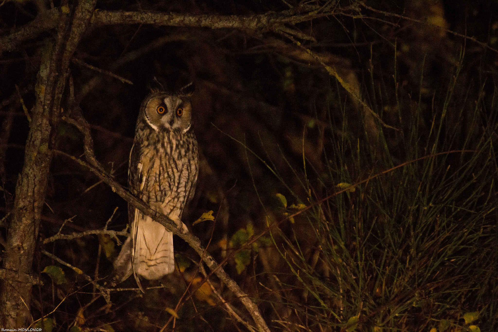 Tamron SP 35mm F1.8 Di VC USD sample photo. Les ailes de la nuit photography