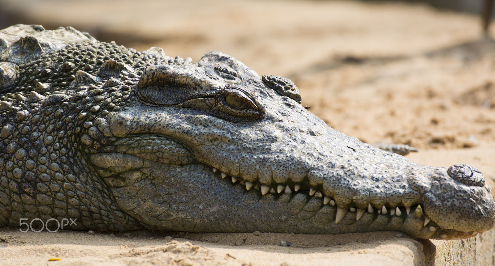 Nikon AF-S Nikkor 200-500mm F5.6E ED VR sample photo. The deadly jaws photography