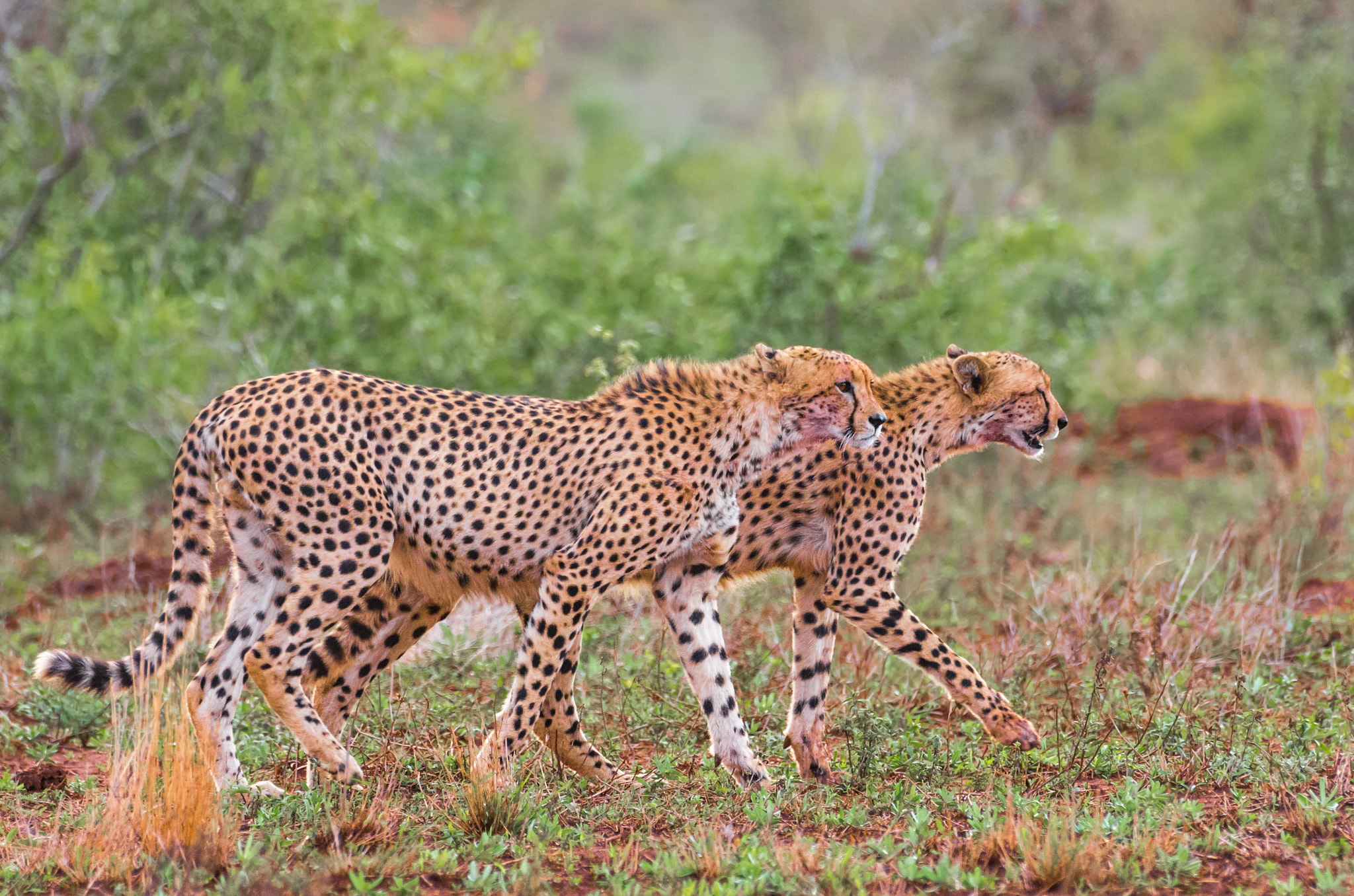Pentax K-5 II sample photo. Cheetah couple photography