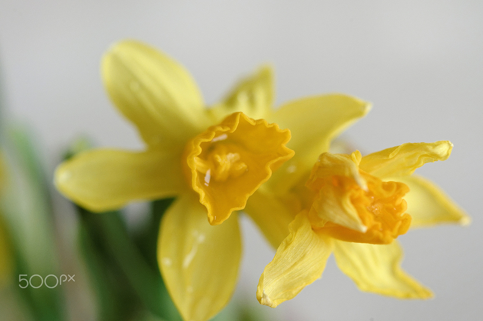 Nikon AF-S Micro-Nikkor 105mm F2.8G IF-ED VR sample photo. Zenia photography