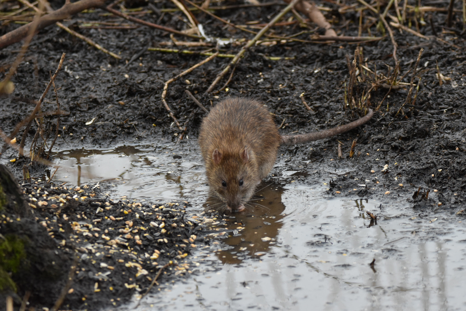 Sigma 150-600mm F5-6.3 DG OS HSM | C sample photo. Brown rat photography