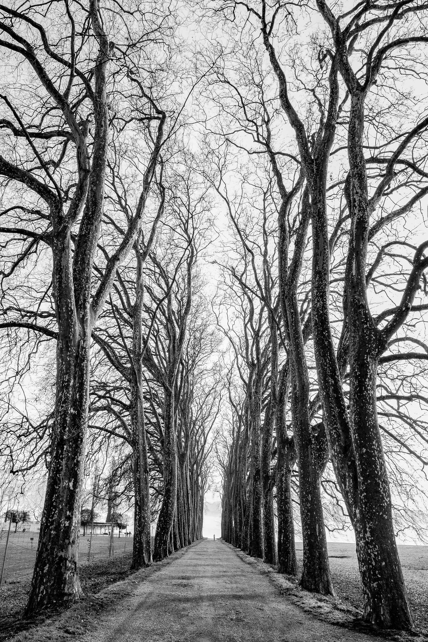 Fujifilm X-Pro1 + Fujifilm XF 14mm F2.8 R sample photo. With the big trees photography