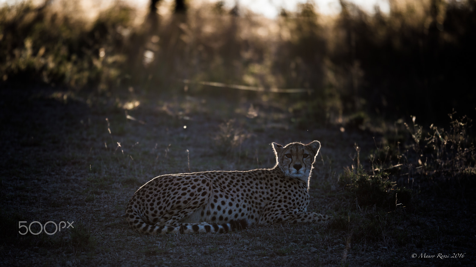 Nikon D4S + Nikon AF-S Nikkor 500mm F4E FL ED VR sample photo. "backlight" photography