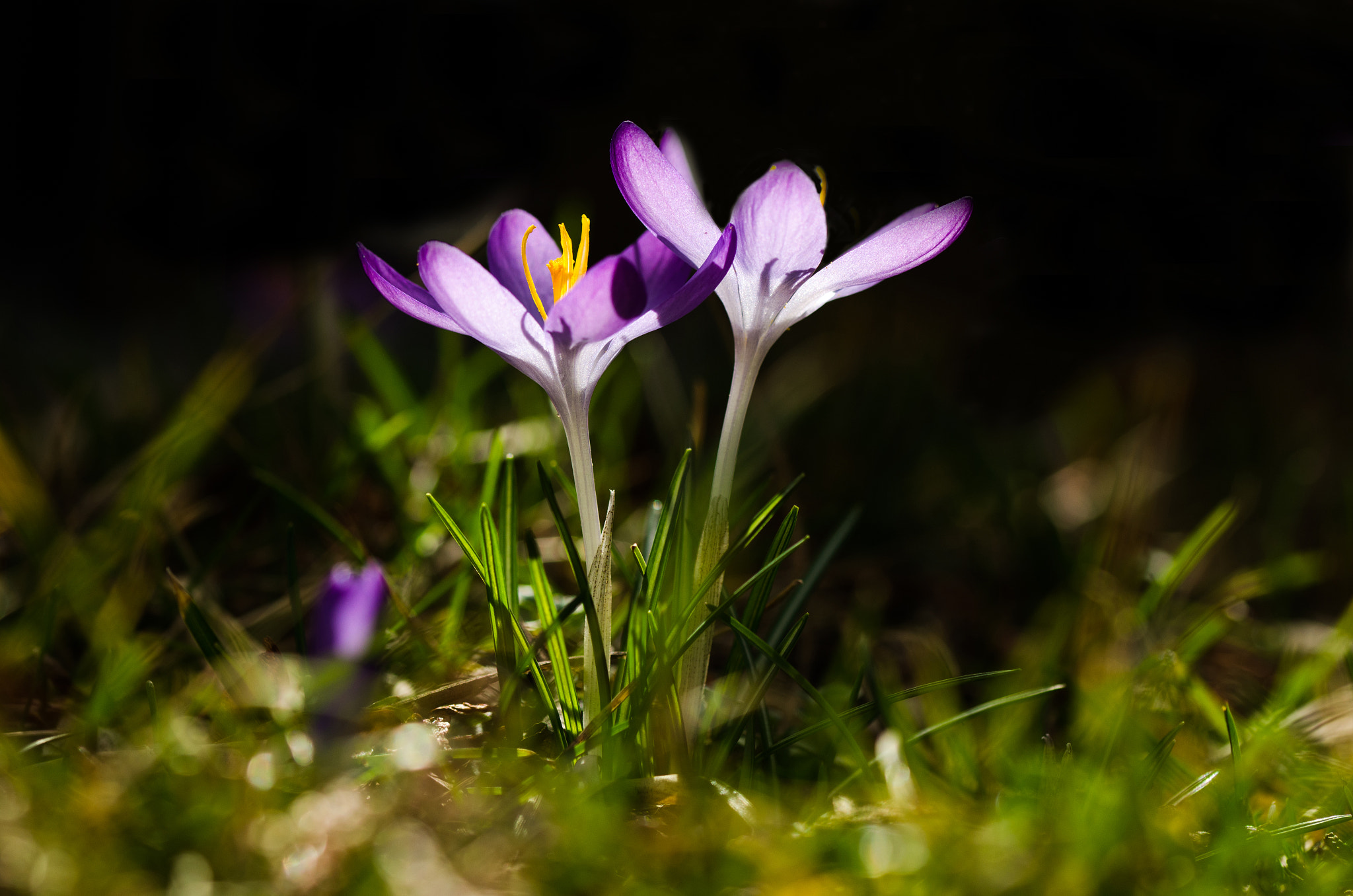 Sigma 105mm F2.8 EX DG OS HSM sample photo. Crocus photography