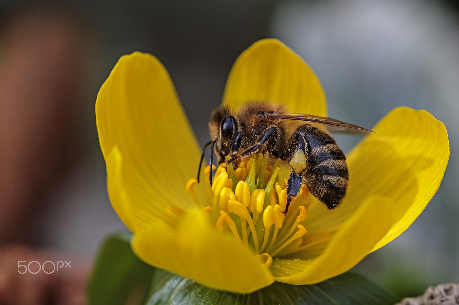 Canon EF 180mm F3.5L Macro USM sample photo. Bee on winter aconite photography