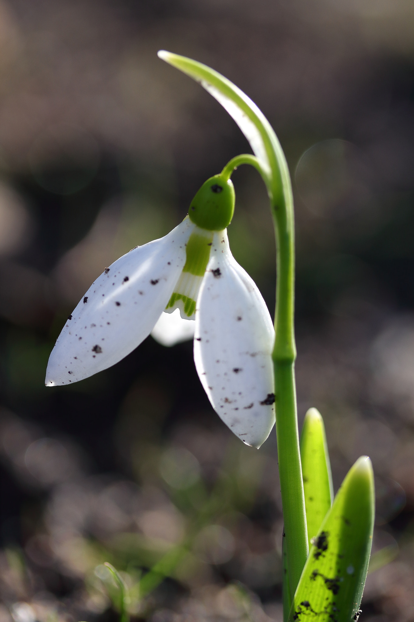Canon EF-S 60mm F2.8 Macro USM sample photo. Spring's lantern photography