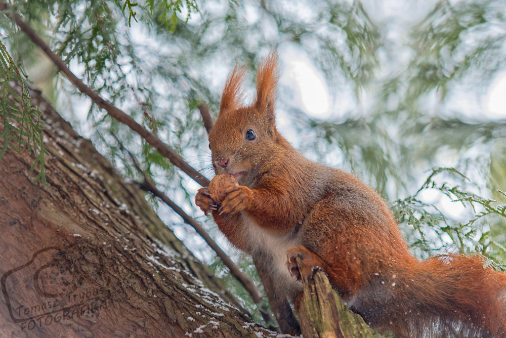 Sigma 70-200mm F2.8 EX DG Macro HSM II sample photo. Red squirrel on tree eating a nut, winter photography