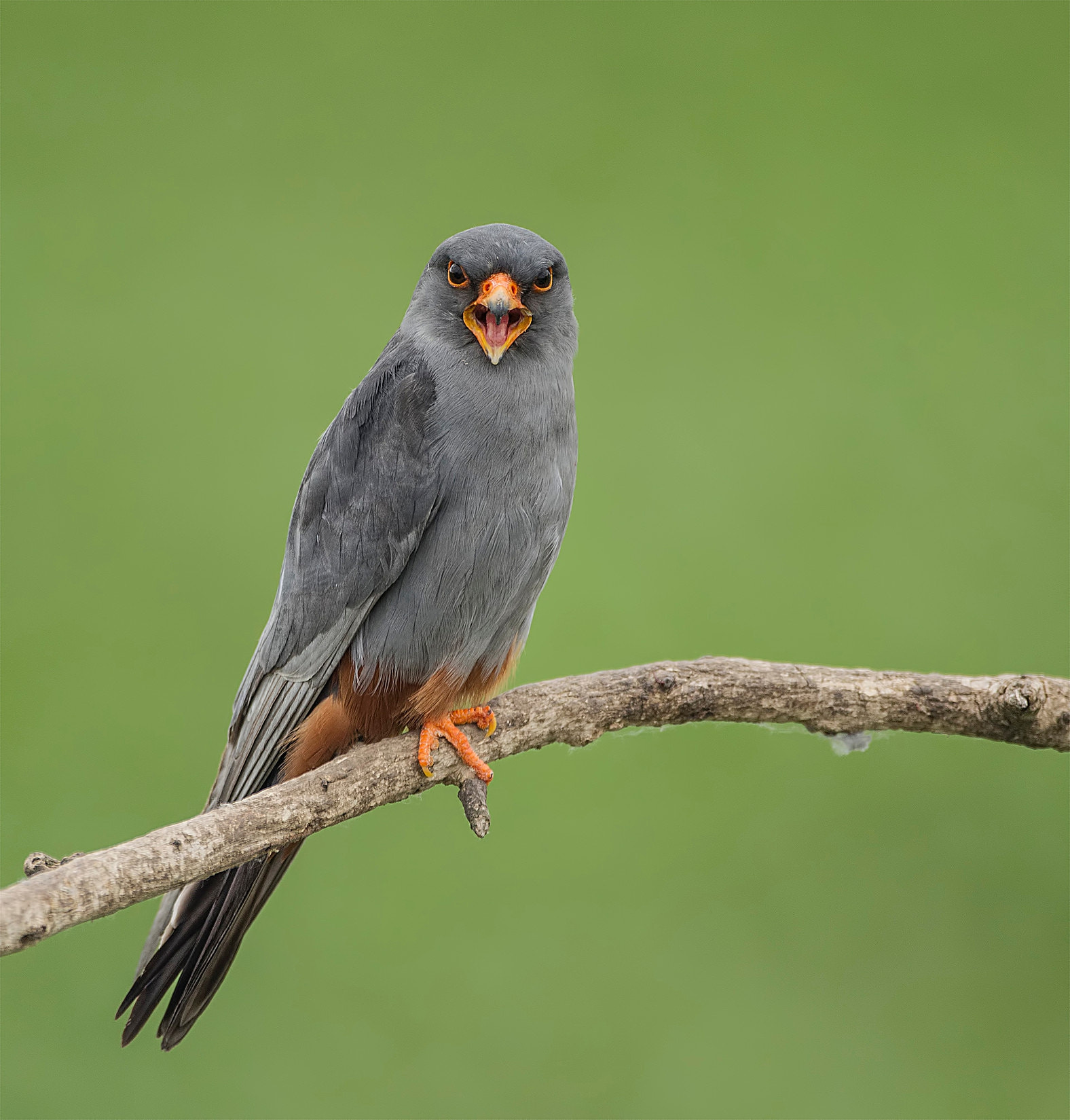 Canon EOS-1D Mark IV + Canon EF 500mm F4L IS USM sample photo. Red footed falcon photography