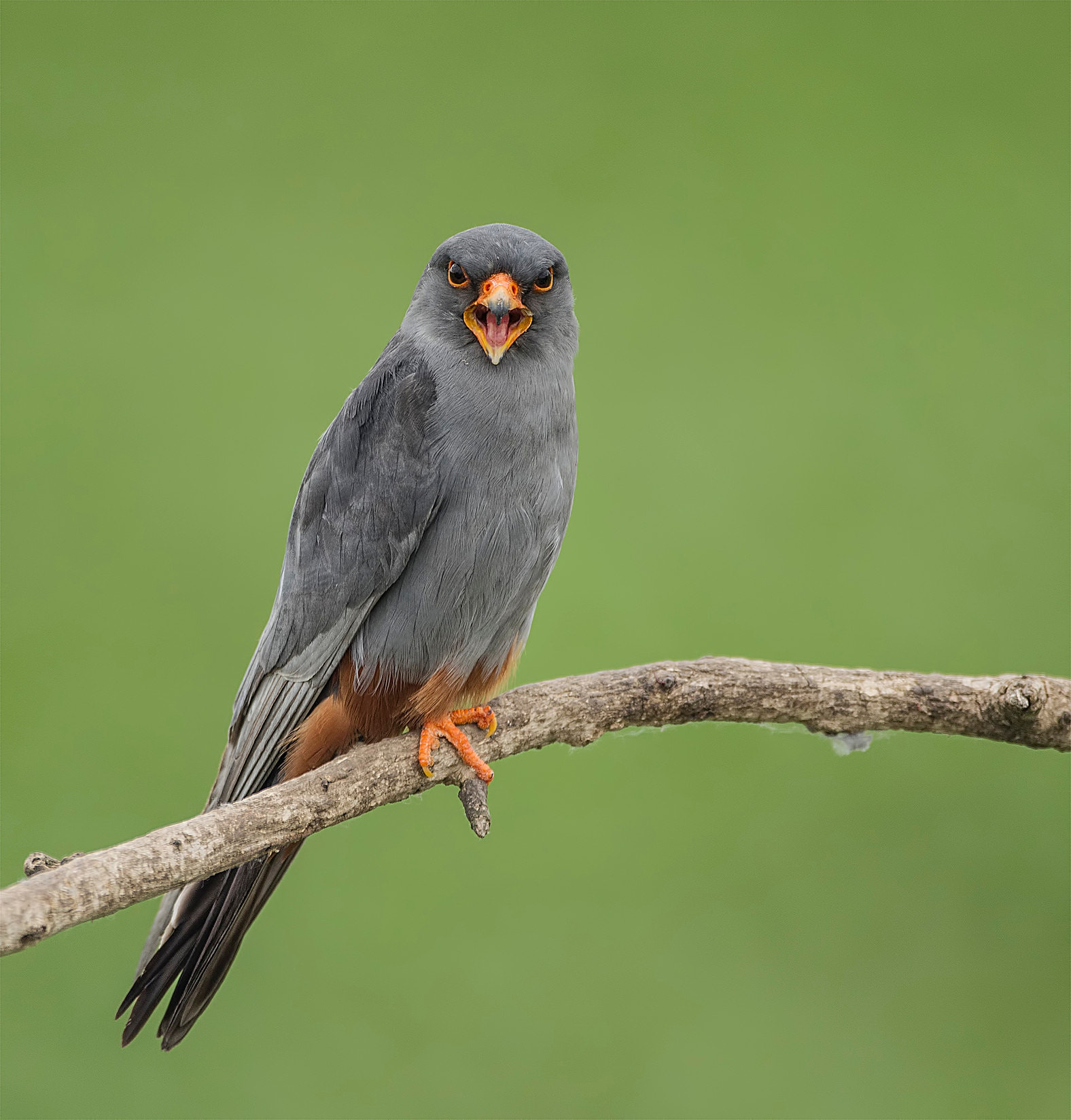 Canon EF 500mm F4L IS USM sample photo. Red footed falcon photography