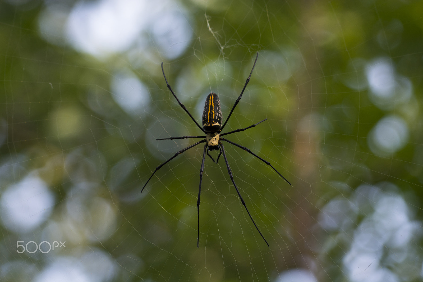 Nikon AF-S Nikkor 200-500mm F5.6E ED VR sample photo. Spider in web photography