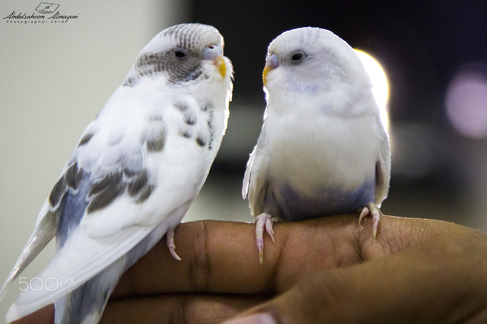 Canon EOS 600D (Rebel EOS T3i / EOS Kiss X5) sample photo. Love birds photography