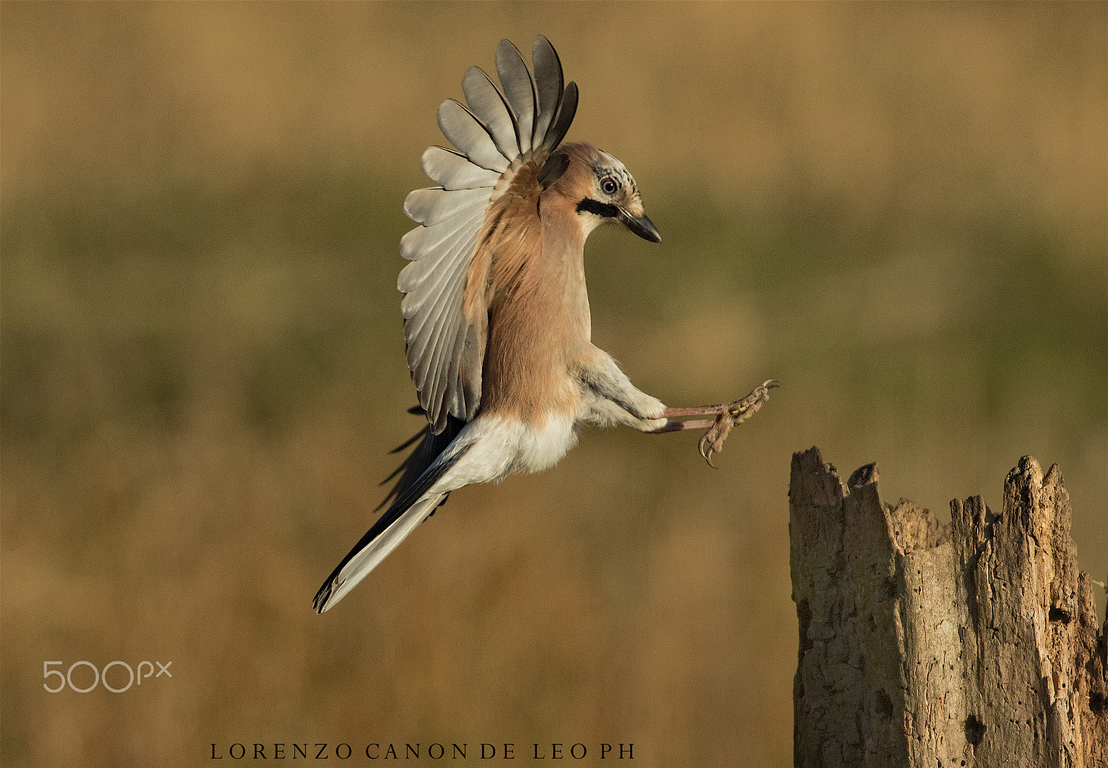Canon EF 300mm F2.8L IS II USM sample photo. Ghiandaia volota photography