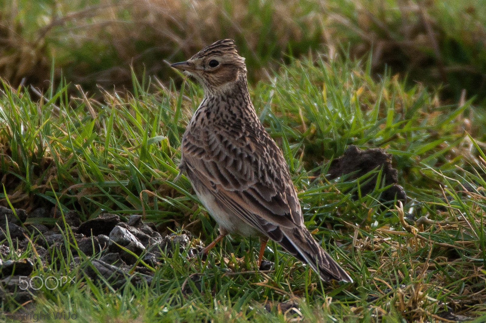 Sigma 150-600mm F5-6.3 DG OS HSM | C sample photo. Eurasian skylark / veldleeuwerik photography