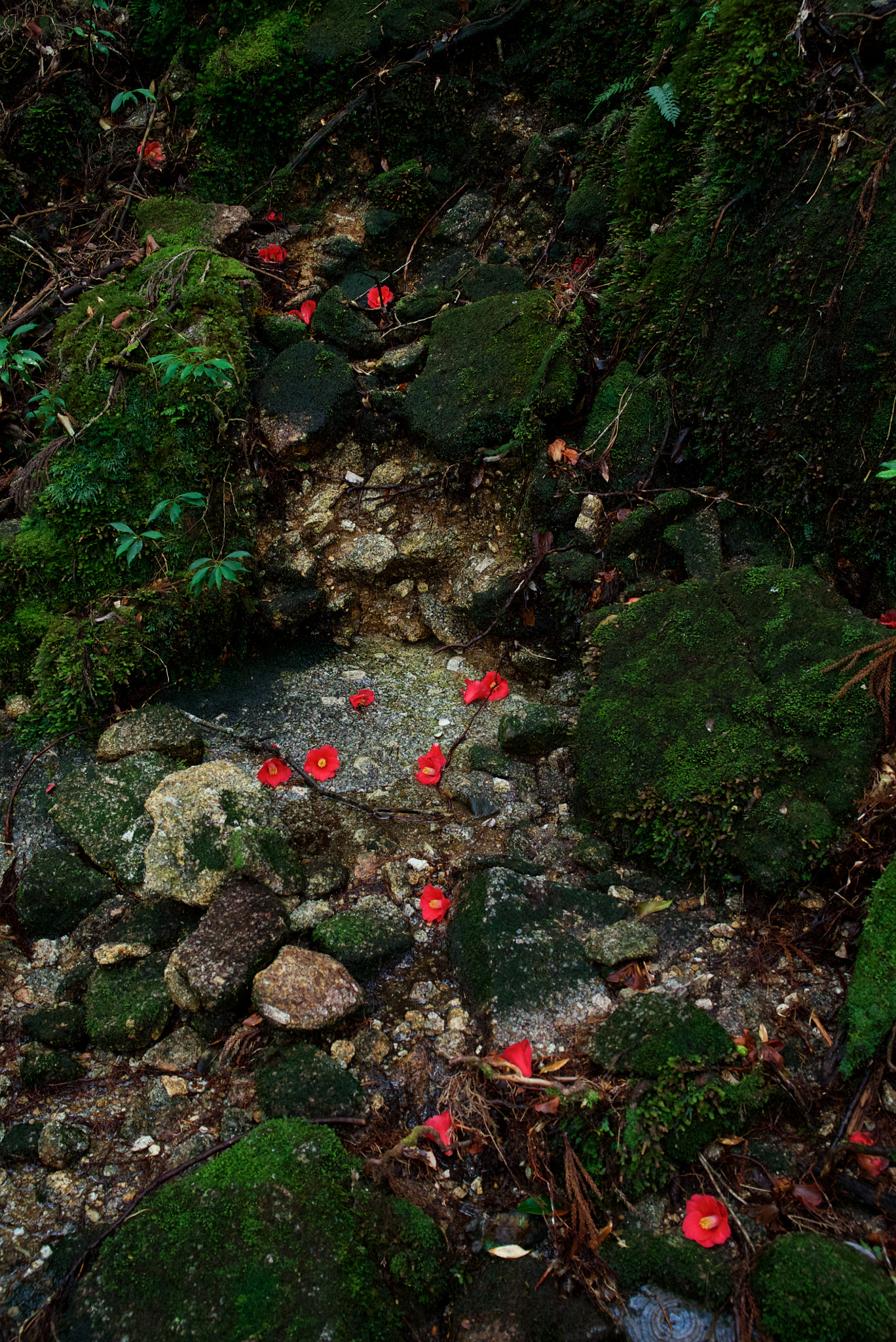 Sony a7S + Sony Vario Tessar T* FE 24-70mm F4 ZA OSS sample photo. Camellia in a forest of yakushima, japan photography