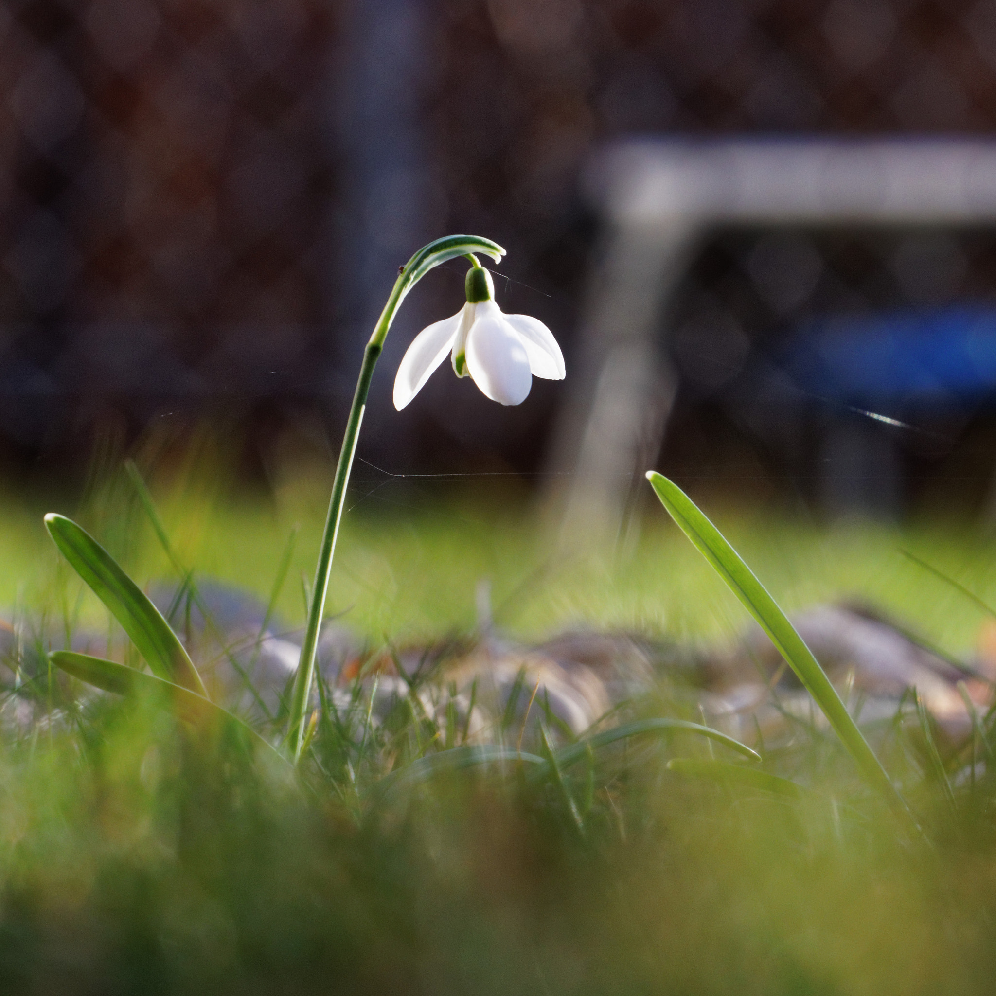 Canon EOS 80D sample photo. The lonesome snowdrop photography