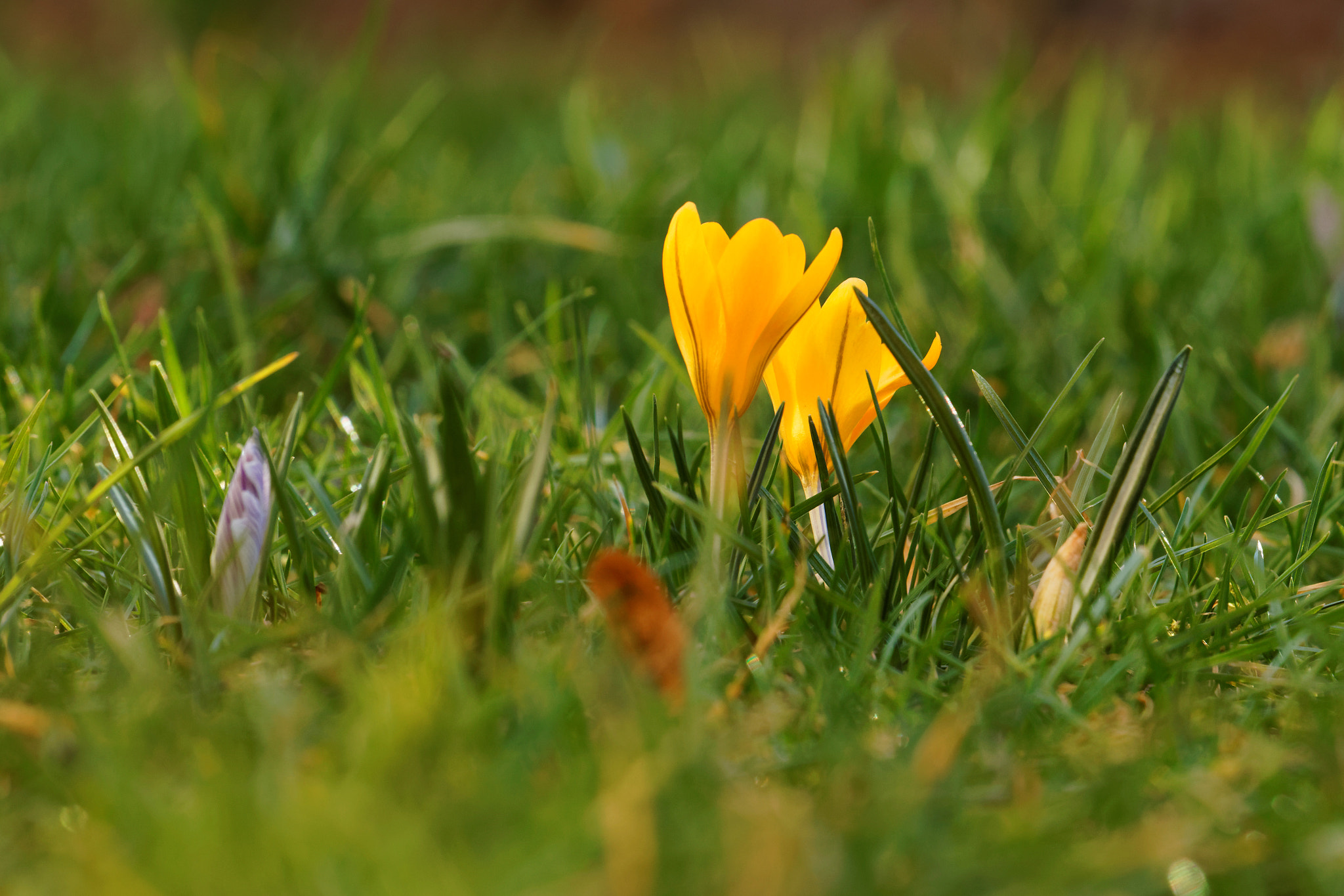 Canon EOS 80D + Canon EF 70-200mm F4L USM sample photo. Yellow springtime photography