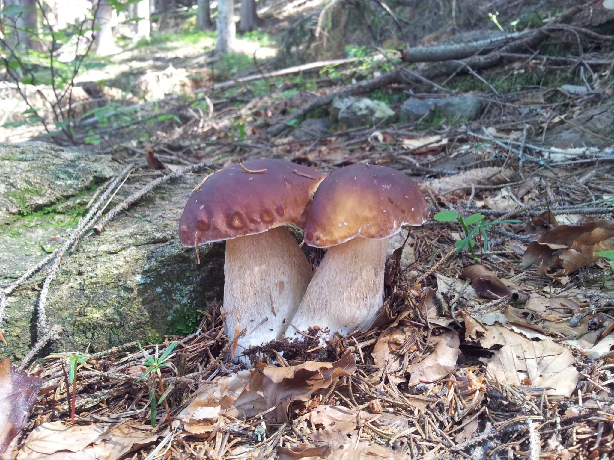 Samsung Galaxy Note sample photo. Porcini photography
