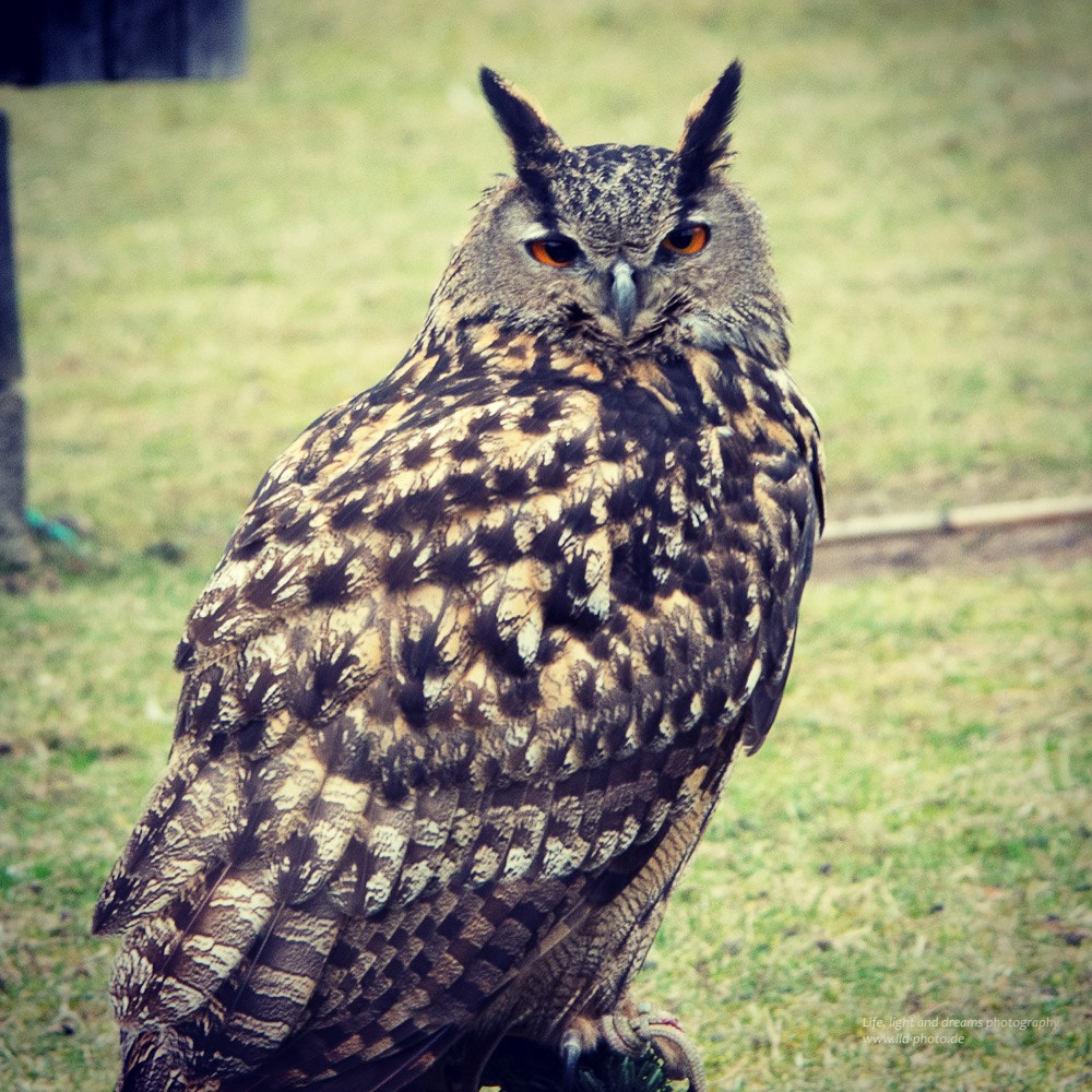 Sigma 70-200mm F2.8 EX DG OS HSM sample photo. Out in the wild today. found some friendly animals photography