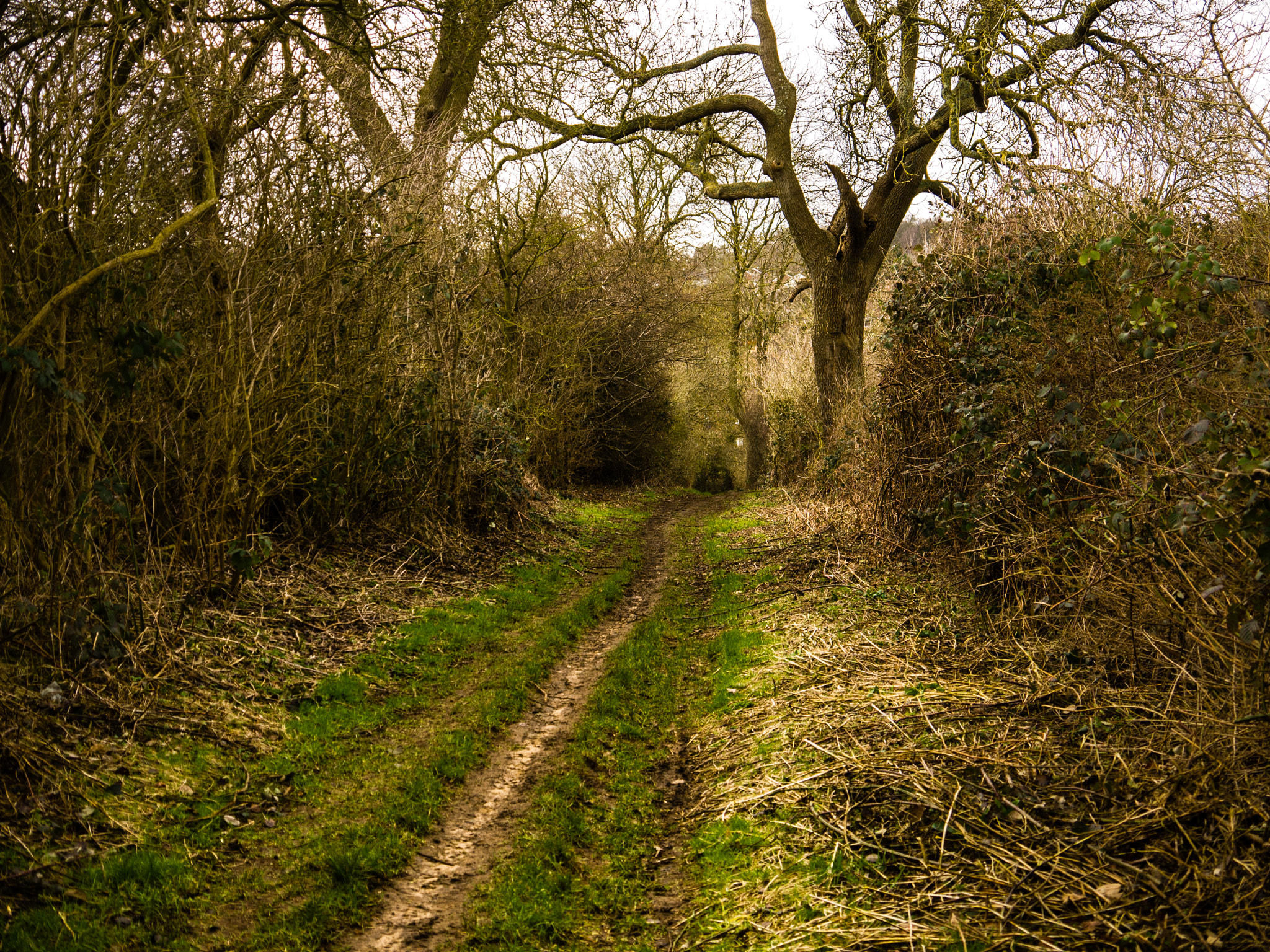 Panasonic Lumix DMC-G10 + Panasonic Lumix G Vario 14-42mm F3.5-5.6 ASPH OIS sample photo. The lonely path photography